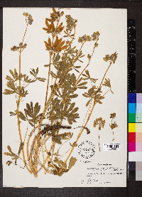 Lupinus nanus subsp. latifolius image