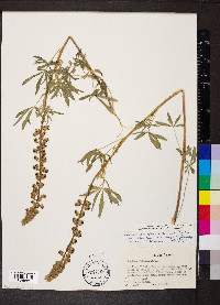 Lupinus parviflorus var. fulvomaculatus image