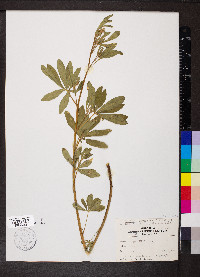 Lupinus parviflorus image