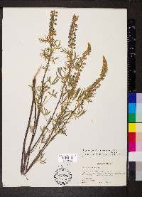 Lupinus parviflorus subsp. myrianthus image