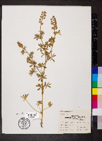 Lupinus palmeri image