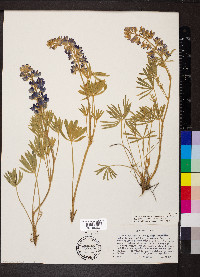 Lupinus polyphyllus image