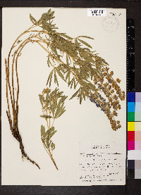 Lupinus polyphyllus image