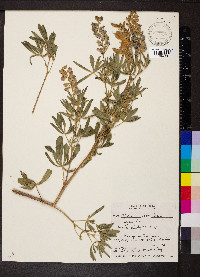 Lupinus polyphyllus image