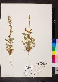 Lupinus sparsiflorus image