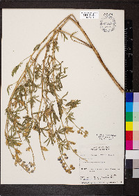 Lupinus sulphureus image