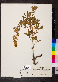 Lupinus sericeus subsp. sericeus image