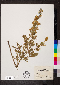 Lupinus sericeus subsp. sericeus image