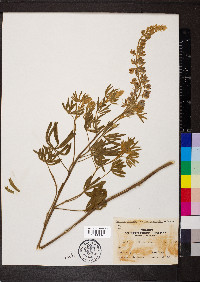 Lupinus sericeus subsp. sericeus image