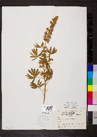 Lupinus sericeus subsp. sericeus image