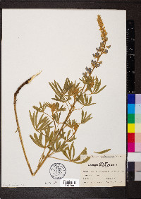 Lupinus sericeus subsp. sericeus image