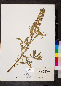 Lupinus sericeus subsp. sericeus image
