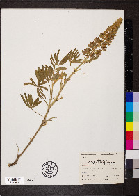 Lupinus sericeus subsp. sericeus image