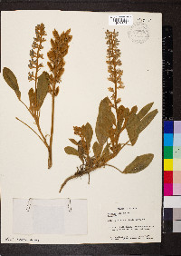 Lupinus villosus image