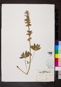 Lupinus wyethii image