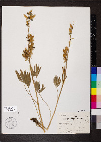Lupinus wyethii image