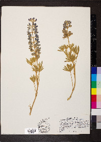 Lupinus wyethii image