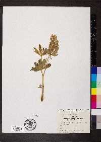 Lupinus wyethii subsp. tetonensis image