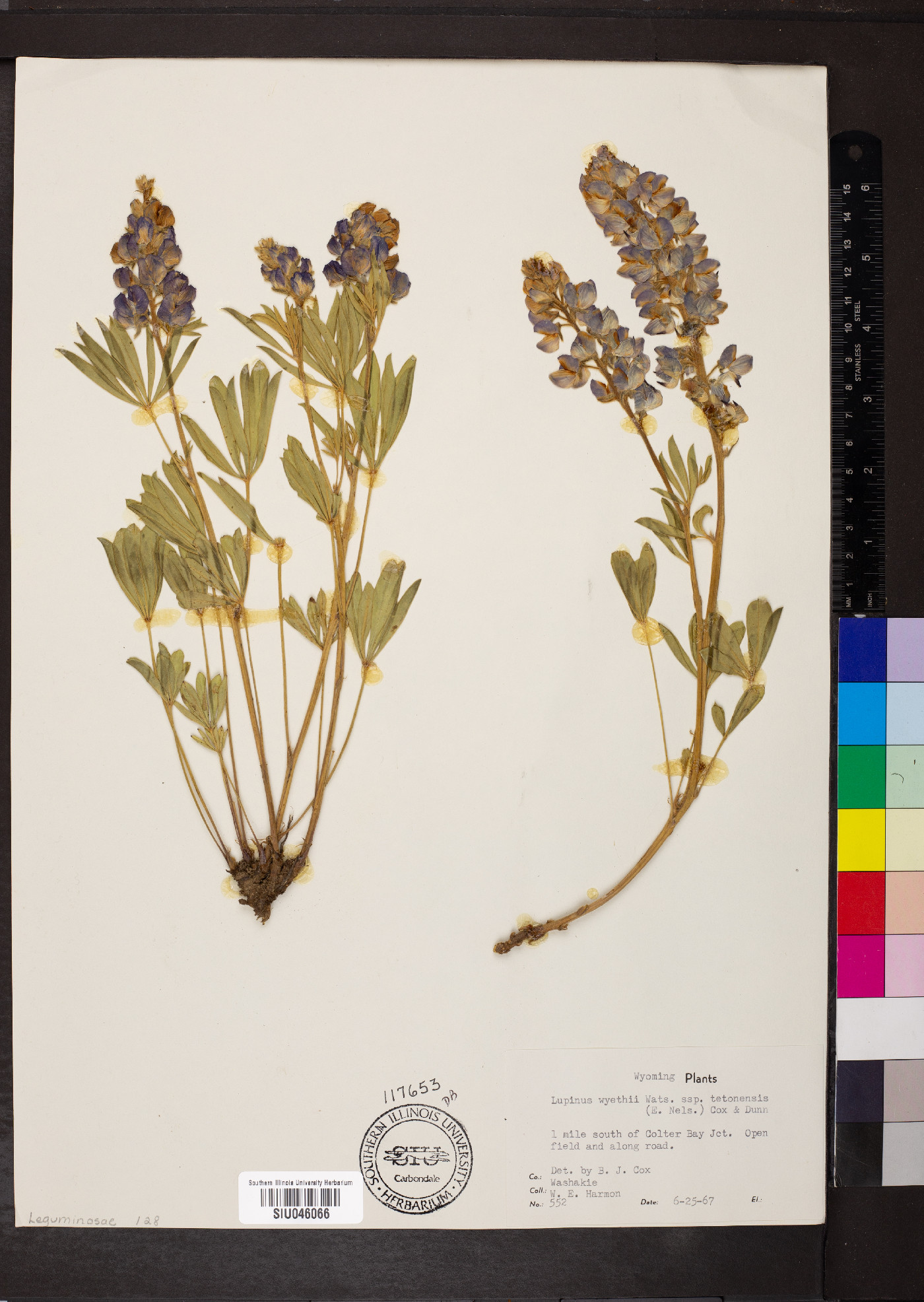 Lupinus wyethii subsp. tetonensis image