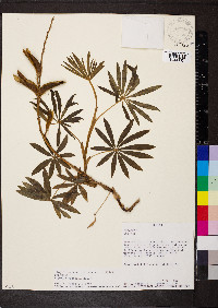 Lupinus montanus image