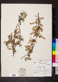 Mariosousa millefolia image