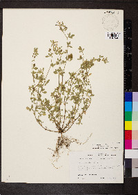 Medicago minima image