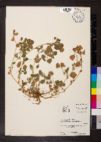 Medicago polymorpha image