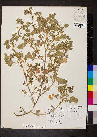 Medicago polymorpha image