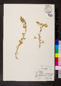 Medicago polymorpha image