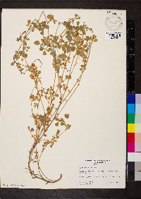 Medicago polymorpha image