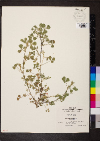 Medicago polymorpha image