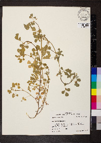 Medicago polymorpha image