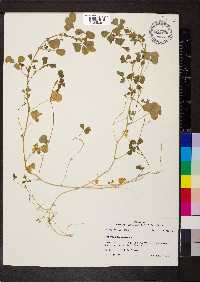 Medicago polymorpha image