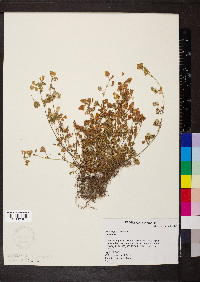 Medicago polymorpha image