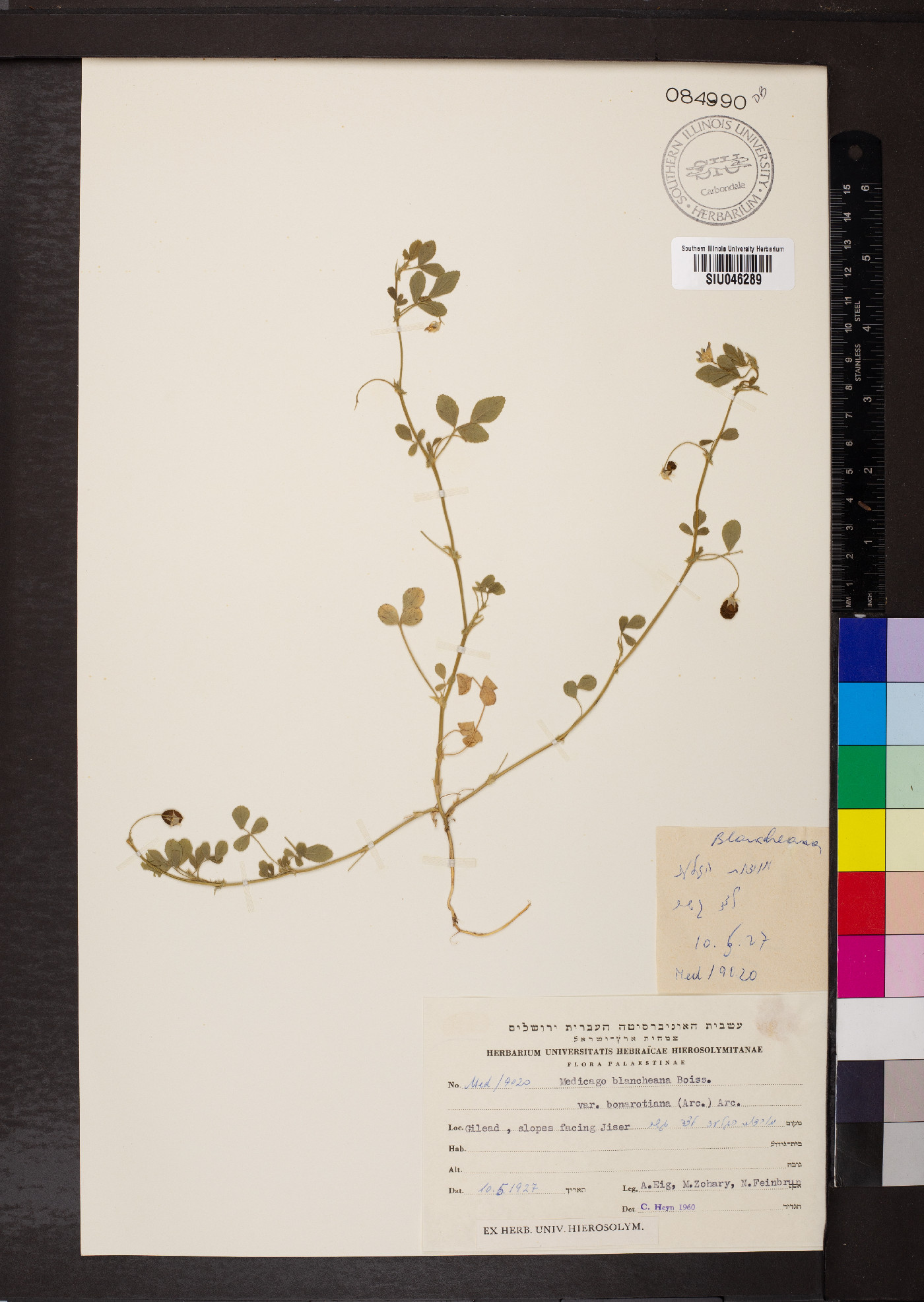 Medicago blancheana image
