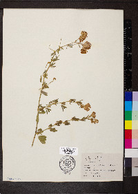 Medicago falcata image