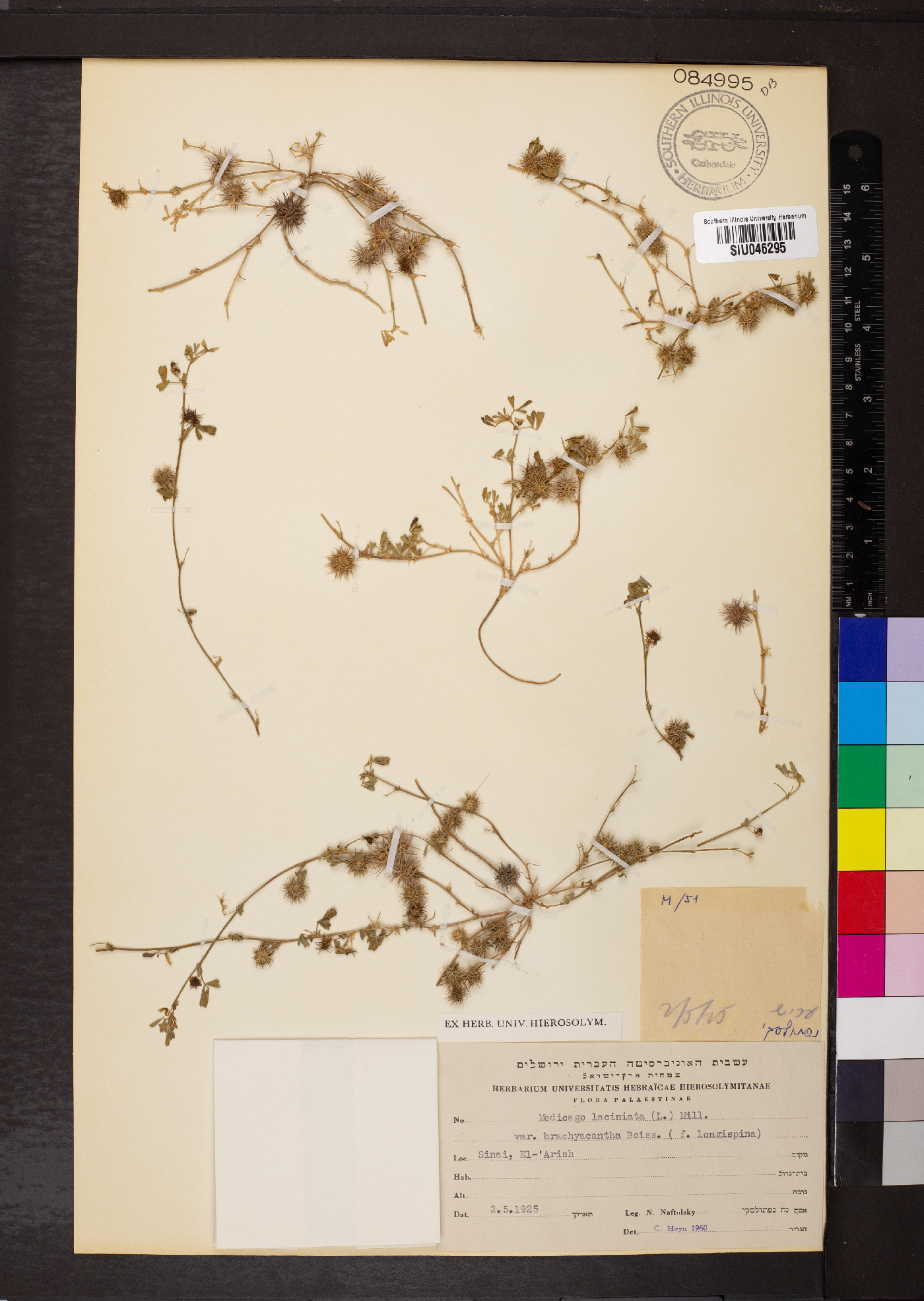 Medicago laciniata image