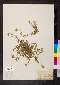 Medicago minima image