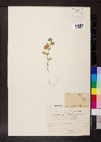 Medicago orbicularis image