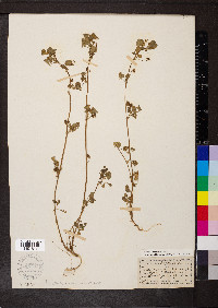 Medicago polymorpha image