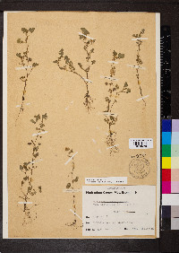 Medicago polymorpha image