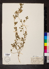 Medicago polymorpha image