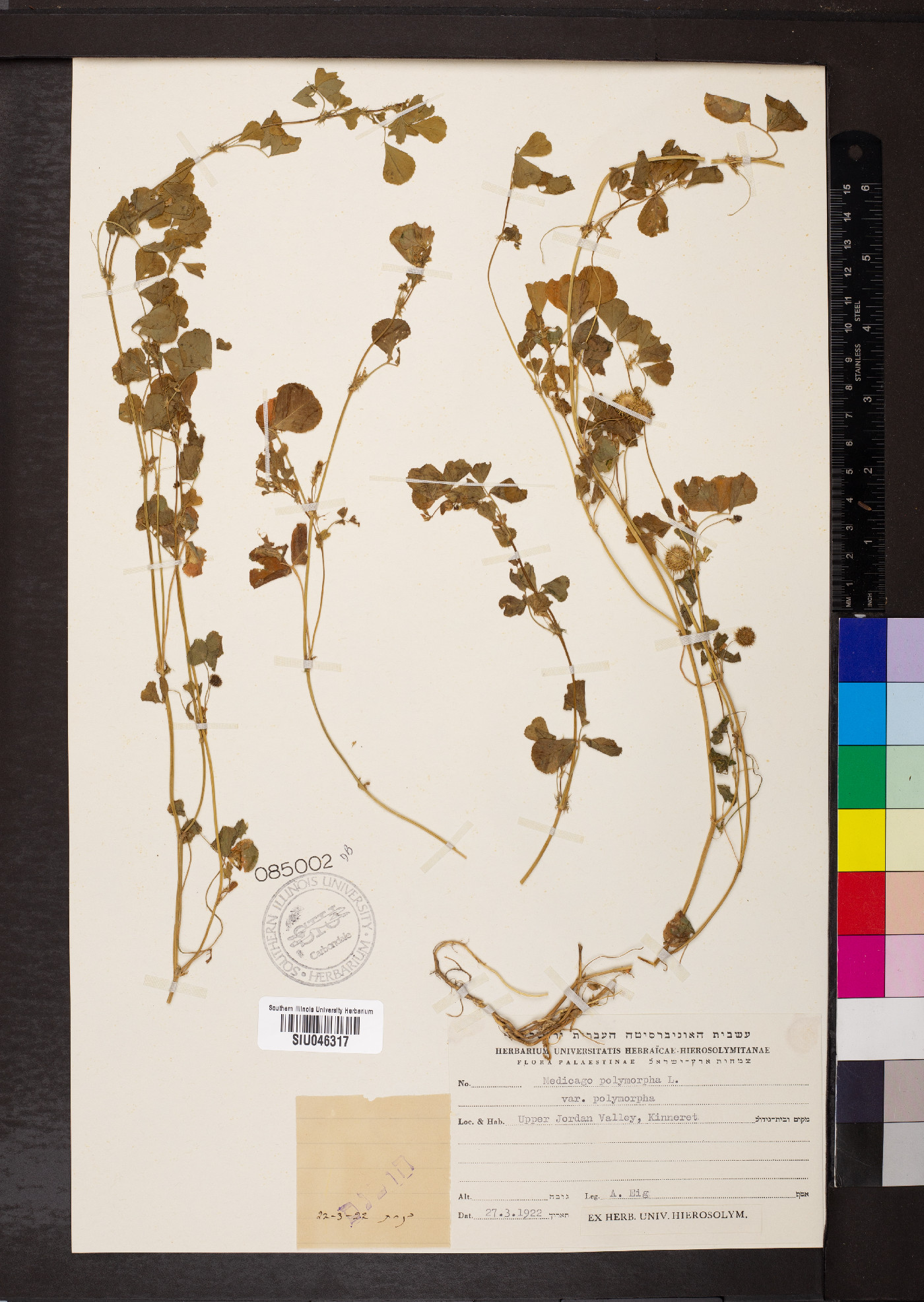 Medicago polymorpha var. polymorpha image
