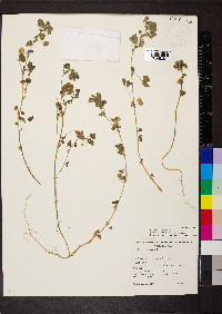 Medicago polymorpha image