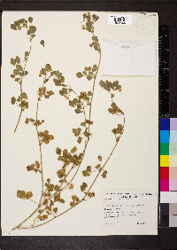 Medicago truncatula image