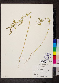 Melilotus indicus image