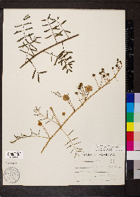 Mimosa microphylla image