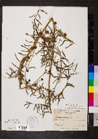 Mimosa microphylla image