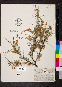 Mimosa aculeaticarpa var. biuncifera image