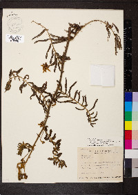 Mimosa pigra image
